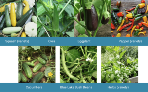 Cover photo for Midsummer Vegetable Garden Checklist